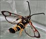 0374 (52.012) Yellow-legged Clearwing